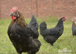 国产老鸡露脸视频