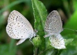 国产采精小蝴蝶,探寻自然之美与科技创新的完美融合